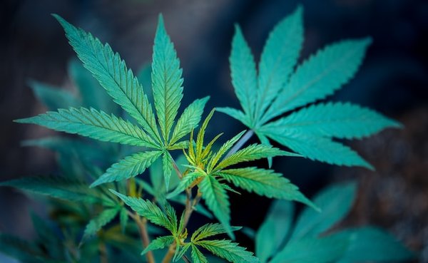 Comment être sûr d'acheter du cannabidiol bio?
